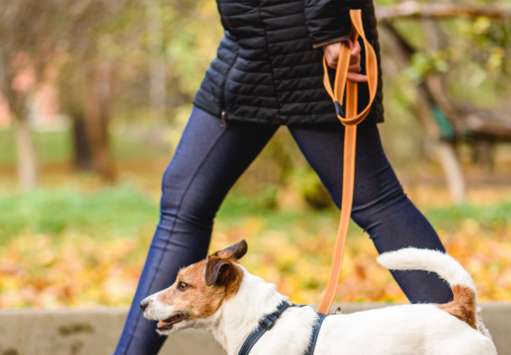 dog walking services in St. louis, MO and the Metro East STL