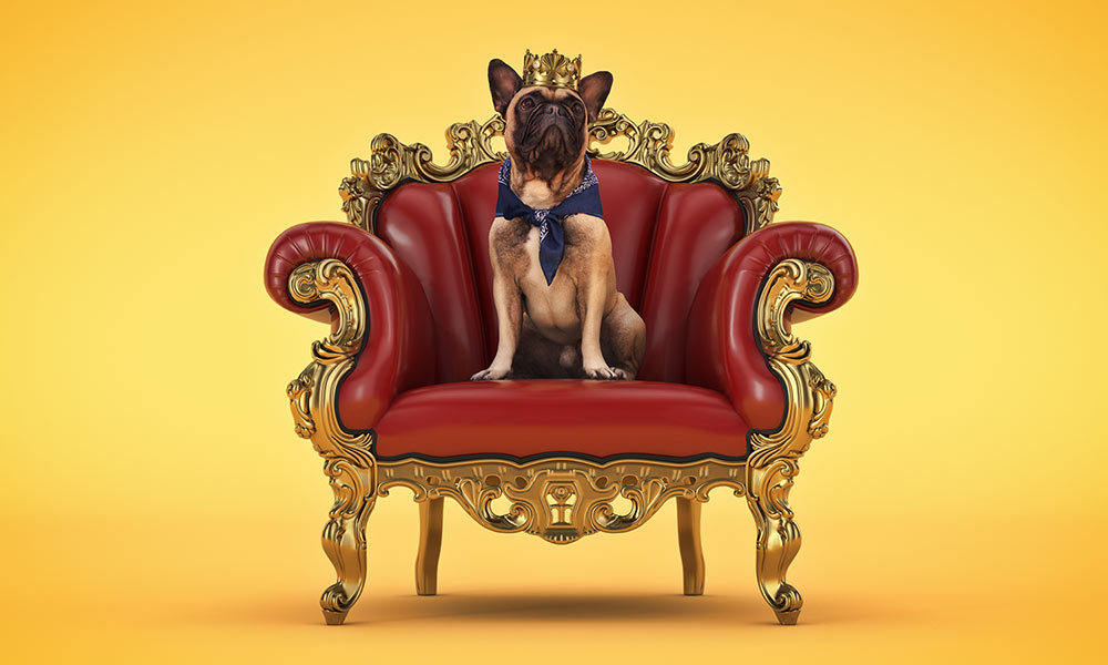 luxury-dog-services